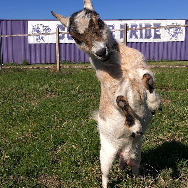 goat standing on back legs